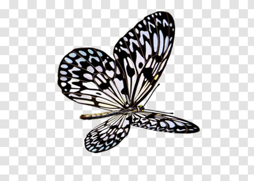 Butterfly Insect Icon - Arthropod Transparent PNG