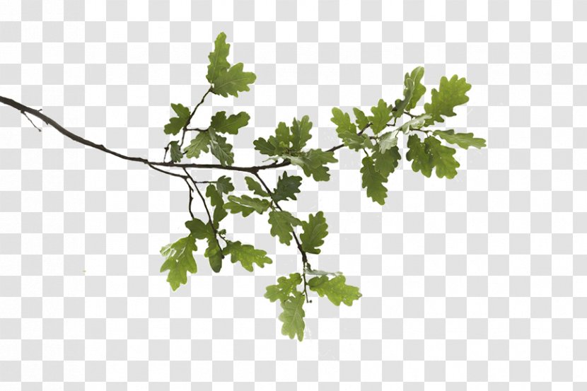 Swamp Spanish Oak English White Branch Leaf - Grapevine Family Transparent PNG
