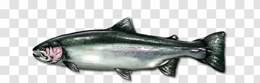 Coho Salmon Oily Fish As Food Marine Biology - Animal - Steelhead Flies Transparent PNG