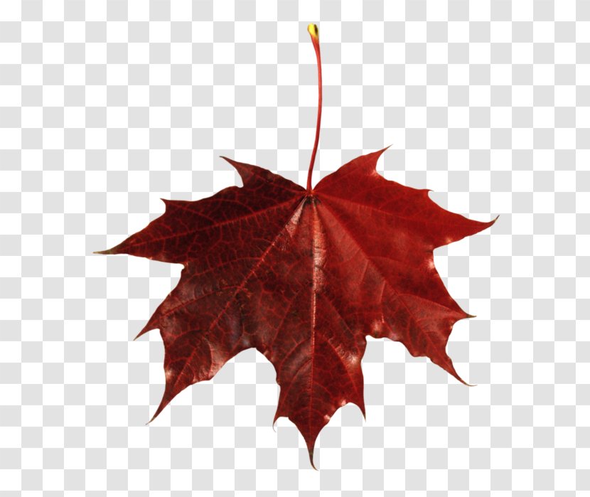 Maple Leaf Autumn Color Clip Art Transparent PNG