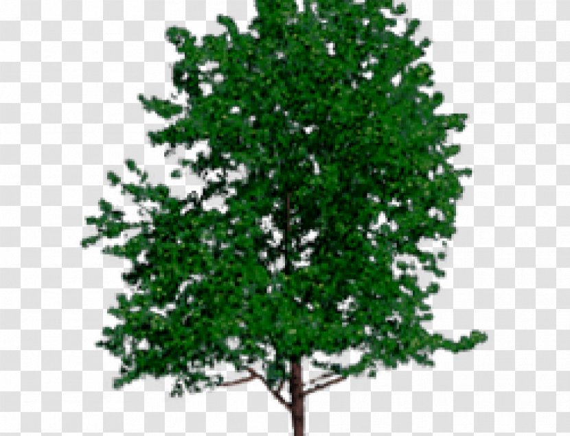 Tree Trunk VRML Wood - Arborist Transparent PNG