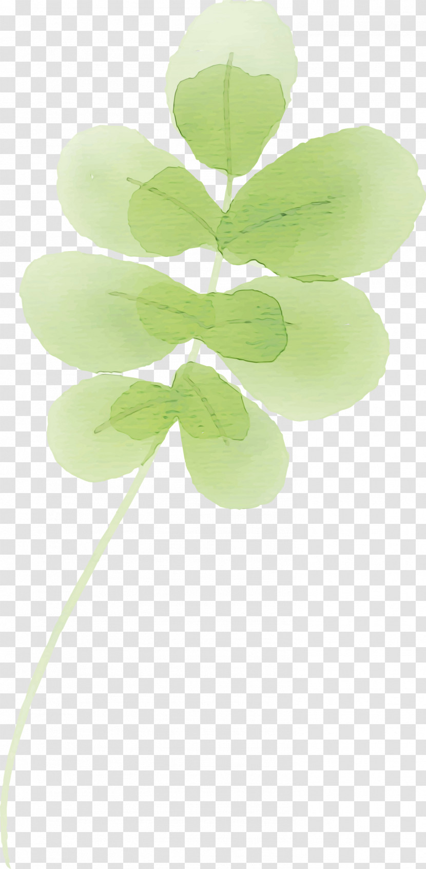 Leaf Plant Stem Green Petal Plants Transparent PNG