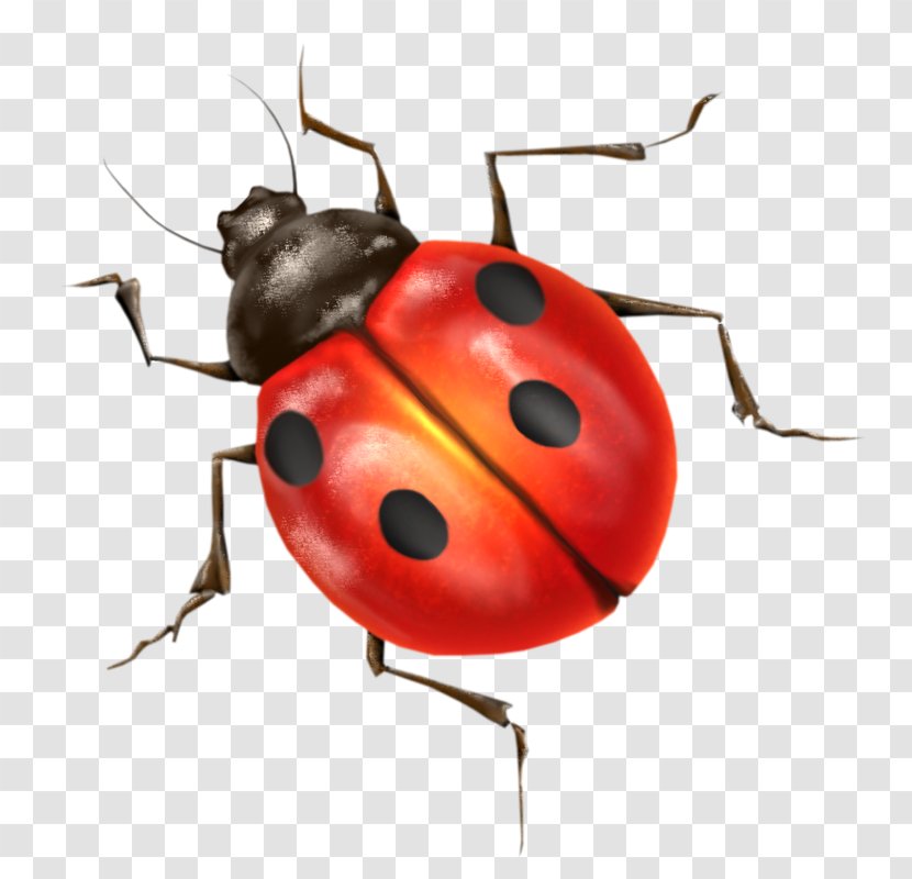 Beetle Ladybird Clip Art - Pest - Red Ladybug Transparent PNG