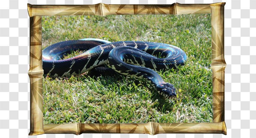 Alligators Animal Show Jungle Joe's Wildlife Adventures Reptile - Zoo - Snake Transparent PNG