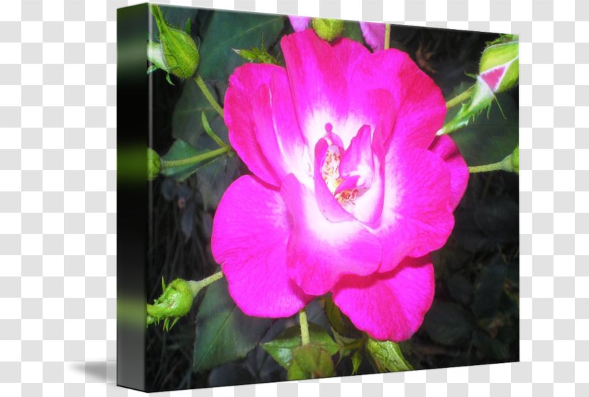 Four O'clocks Mallows Pink M Marvel-of-peru Annual Plant - Mallow - Erin Sanders Transparent PNG