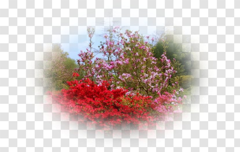 Shrub Pink M - Flora - Cascade De Jardin Botanique Chicago Transparent PNG