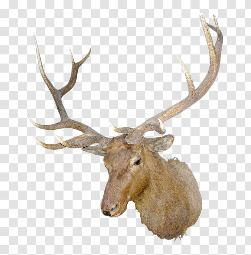 Irish Elk Antler White-tailed Deer - Whitetailed Transparent PNG