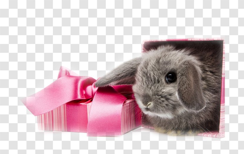 Birthday Cake Greeting & Note Cards Gift Holiday - Domestic Rabbit Transparent PNG