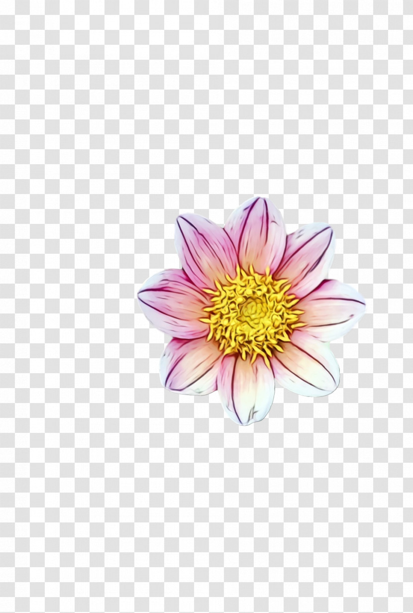 Dahlia Chrysanthemum Transparent PNG