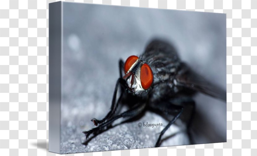 Insect Close-up Beak - Pest Transparent PNG