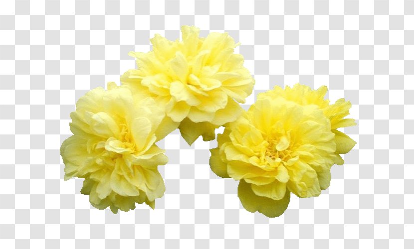 Flower Moutan Peony Icon - Chrysanthemum Transparent PNG