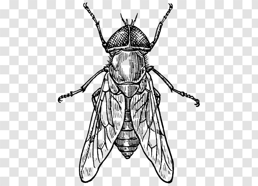 Beetle Insect Wing Drawing Fly Clip Art - Organism Transparent PNG