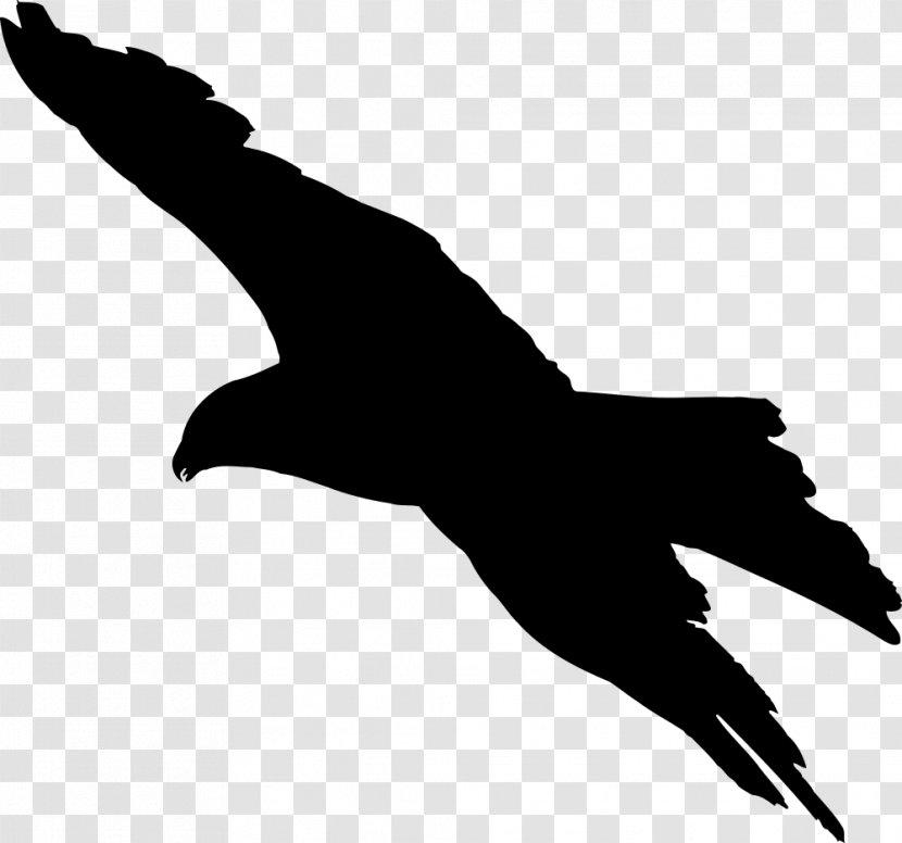 Bird Flight Bald Eagle - Of Prey - Falcon Transparent PNG