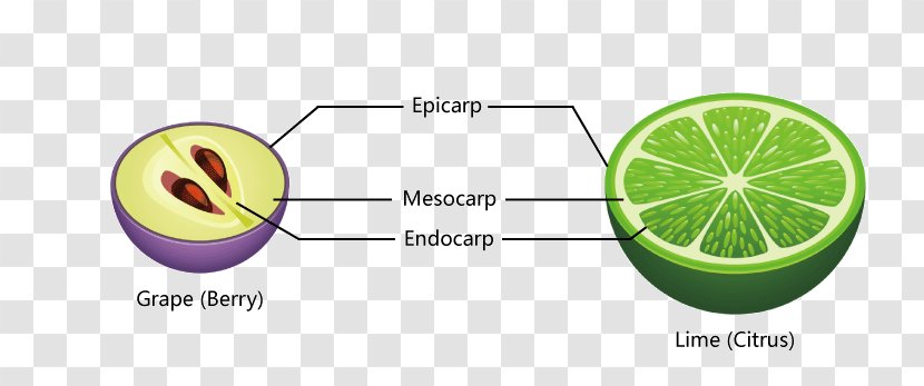 Lime Oplodie Egzokarp Grape Berry - Seed - Fruit Anatomy Transparent PNG