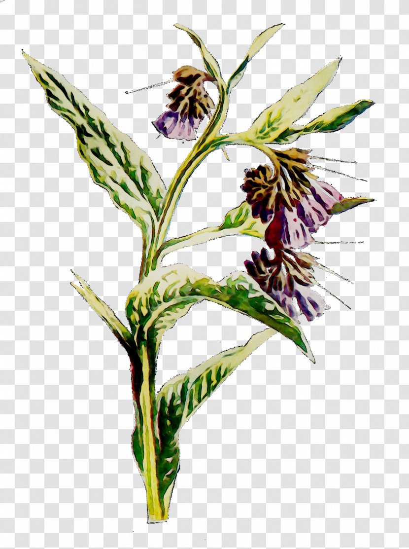 Grasses Flower Plant Stem Commodity Herb - Botany - Plants Transparent PNG