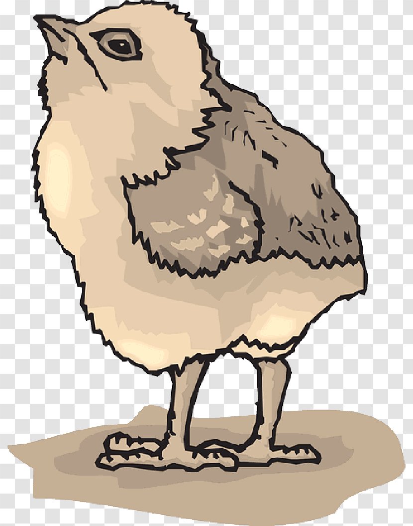 Chicken Bird Image Vector Graphics - Farmer Transparent PNG