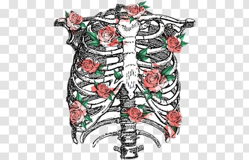 Rib Cage Human Skeleton Anatomy Transparent PNG