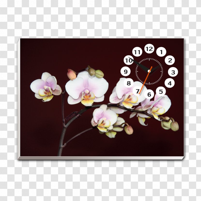 Cherry Blossom Petal ST.AU.150 MIN.V.UNC.NR AD - Flora - Hoa Lan Transparent PNG