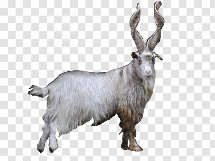 Feral Goat Farma Park Mountain Fur - Horn Transparent PNG