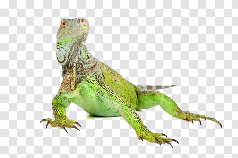 Green Iguana Lizard Reptile - Pet - Image Transparent PNG