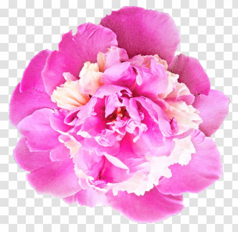 Flowers Background - Peony - Pink Family Chinese Transparent PNG
