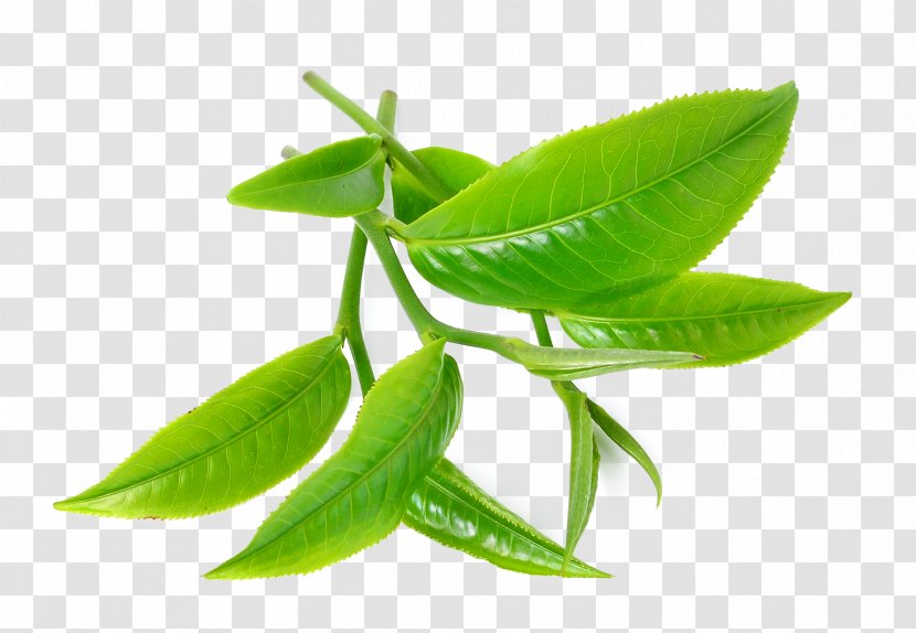 Green Tea Tree Oil Camellia Sinensis - Leaves Transparent PNG