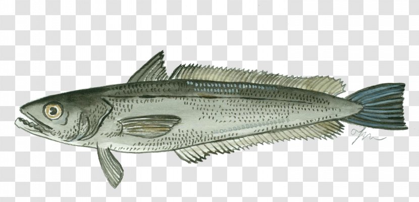 Fish Merluccius Seafood Hake Herring - Fauna - Minerals Transparent PNG