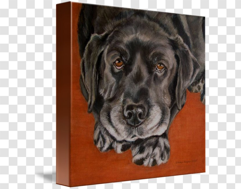 Labrador Retriever Flat-Coated Boykin Spaniel Dog Breed Plott Hound - Rescue - Puppy Transparent PNG