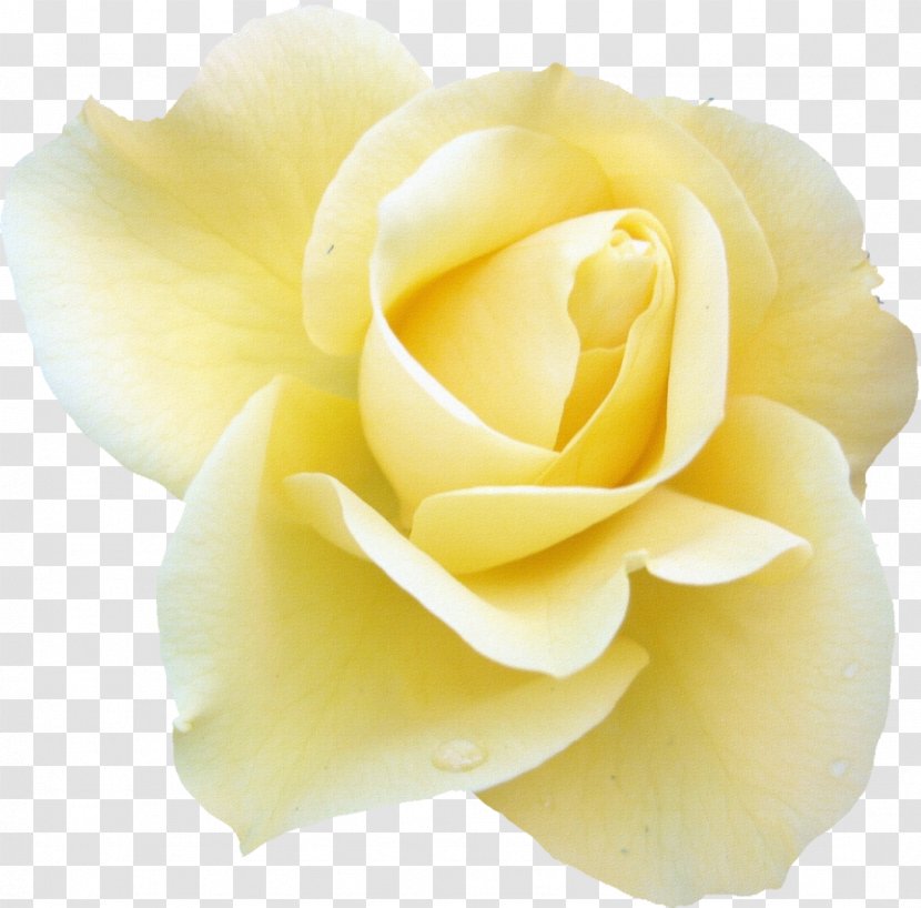 Blue Rose Flower Desktop Wallpaper White - Petal - Yellow Transparent PNG