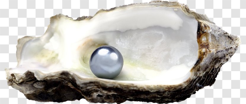 Pearl Jewellery Oyster Bivalvia Stock Photography - Clams Oysters Mussels And Scallops - Lc Transparent PNG