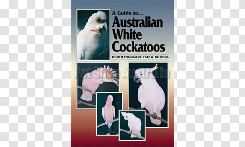 A Guide To Australian White Cockatoos: Their Management, Care And Breeding Bird Pet Cockatiel - Aviculture Transparent PNG