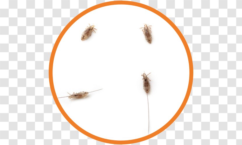 Gnida Head Lice Infestation Dream Dictionary Hair Louse - Sleep Transparent PNG