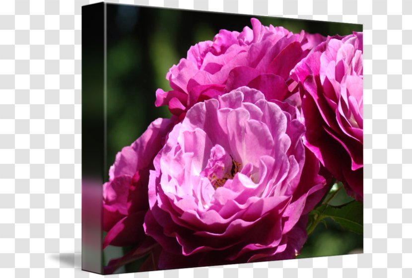 Flower Pink Purple Violet Rose - Floribunda - Leslie Transparent PNG