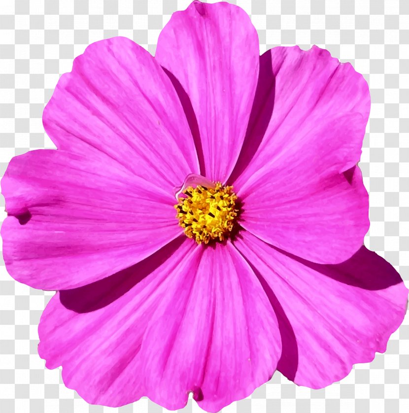 Flower Petal Cosmos Bipinnatus - Plant - Pink Transparent PNG