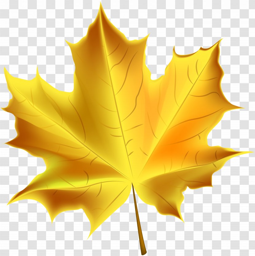 Autumn Leaf Color Clip Art - Beautiful Yellow Transparent Image Transparent PNG