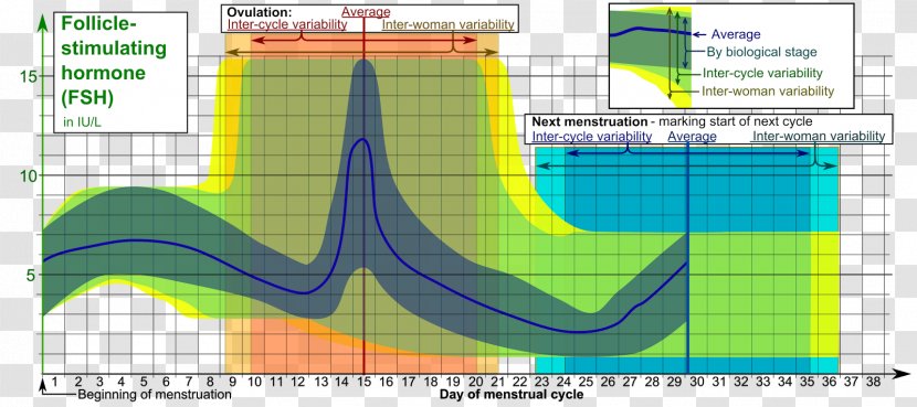 Follicle-stimulating Hormone Luteinizing Gonadotropin Ovarian Follicle - Growth - Secretion Transparent PNG