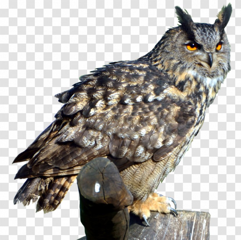 Eurasian Eagle-owl Bird Great Horned Owl - Transparent Transparent PNG