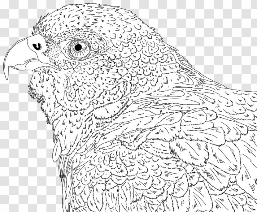Chicken Line Art Drawing Beak Feather - Falcon Transparent PNG