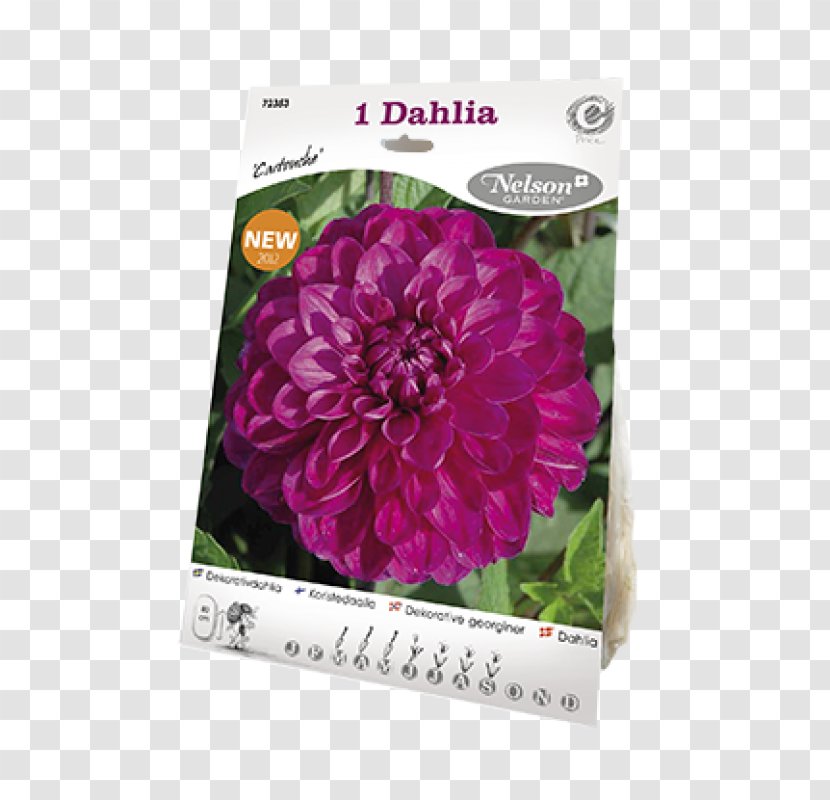 Dahlia Pink M - Flowering Plant - Pinnata Transparent PNG