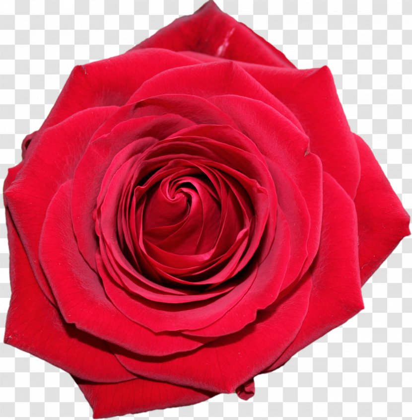 Garden Roses Valentine's Day Clip Art - Rosa Centifolia - Mother Transparent PNG