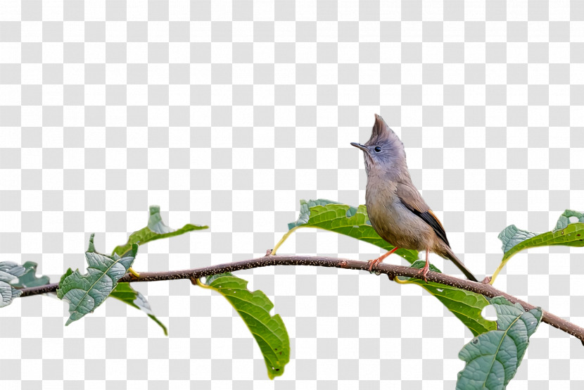 Passerine Twig Birds Beak Biology Transparent PNG
