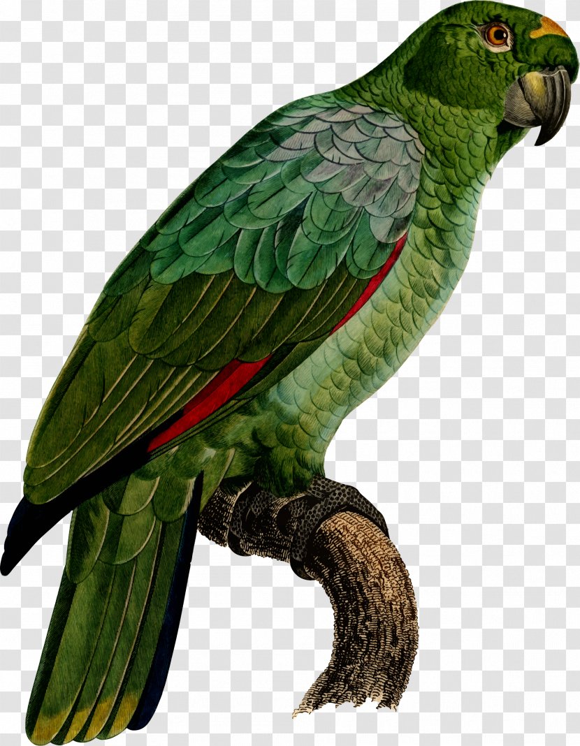 Parrot Macaw Clip Art Parakeet Beak Transparent PNG