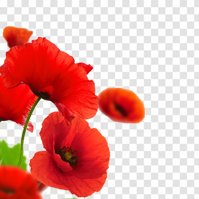 Remembrance Poppy Armistice Day Common - Petal - Flower Transparent PNG