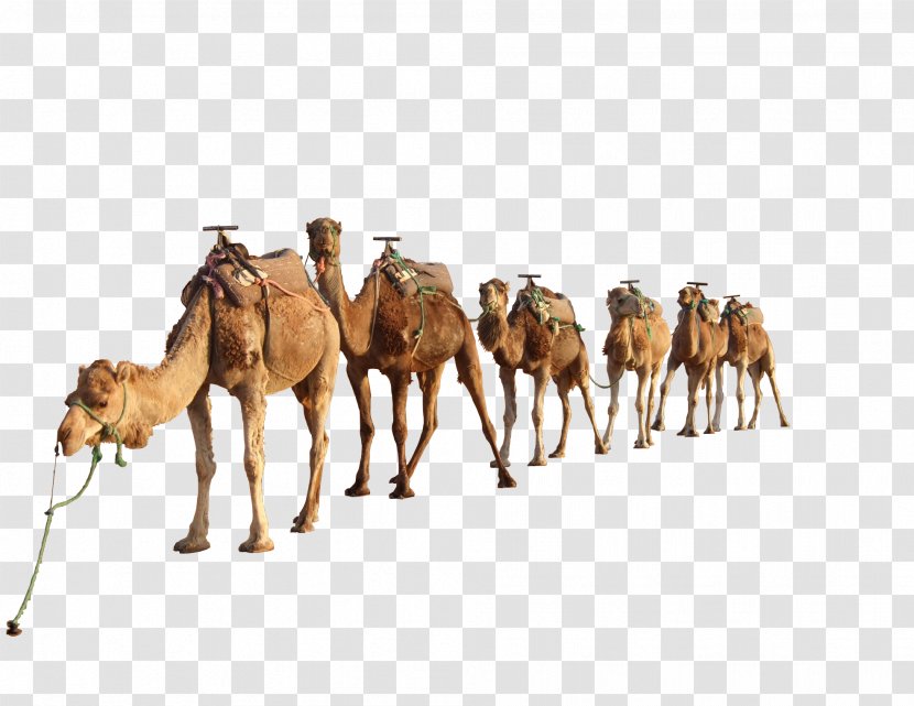 Dromedary Bactrian Camel Clip Art - Display Resolution Transparent PNG