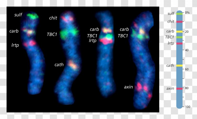 Human Genome Project Fluorescence In Situ Hybridization Chromosome Gene Mapping - Optical Science And Technology Transparent PNG