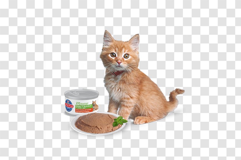 Kitten Whiskers Domestic Short-haired Cat Food - Like Mammal Transparent PNG