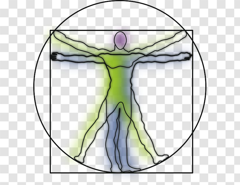 Vitruvian Man Drawing Human Body Anatomy - Frame Transparent PNG