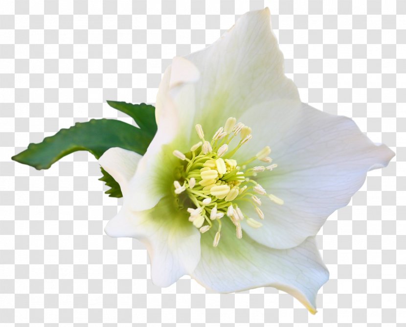 Cut Flowers Blog - Euclidean Flower Transparent PNG
