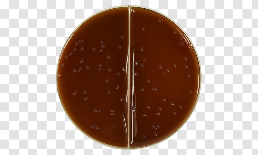 Caramel Color - Dish - Haemophilus Transparent PNG