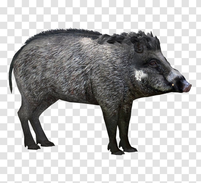 Wild Boar Peccary Visayan Warty Pig Visayas Javan - Bornean Bearded - Anteater Transparent PNG